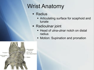 Upper-Limb-anatomyUpper limb anatomy part 2 for first and second year ...