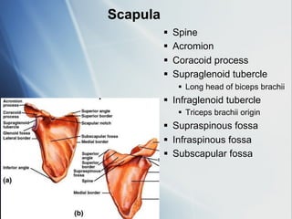 Supraglenoid Process Upper-Limb-anatomyUpper limb anatomy part 2 for first and second year ...
