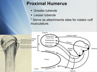 Upper-Limb-anatomyUpper limb anatomy part 2 for first and second year ...