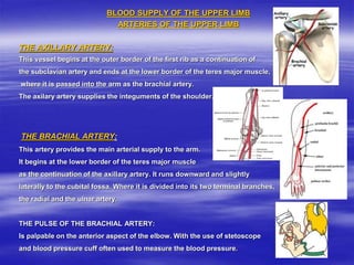 BLOOD SUPPLY OF THE UPPER LIMB
ARTERIES OF THE UPPER LIMB
THE AXILLARY ARTERY:
This vessel begins at the outer border of the first rib as a continuation of
the subclavian artery and ends at the lower border of the teres major muscle,
where it is passed into the arm as the brachial artery.
The axilary artery supplies the integuments of the shoulder.
THE BRACHIAL ARTERY:
This artery provides the main arterial supply to the arm.
It begins at the lower border of the teres major muscle
as the continuation of the axillary artery. It runs downward and slightly
laterally to the cubital fossa. Where it is divided into its two terminal branches,
the radial and the ulnar artery.
THE PULSE OF THE BRACHIAL ARTERY:
Is palpable on the anterior aspect of the elbow. With the use of stetoscope
and blood pressure cuff often used to measure the blood pressure.
 