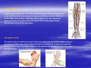 RADIAL ARTERY:
It begins in the cubital fossa. This artery passes along the radial side of the forearm
to the wrist. The radial artery leaves the forearm by winding around the distal end
of the radius and passing posteriorly, then it pierces the first interosseal
space and reaches the palmar side of the hand to form a deep palmar branch
with the deep branch of the ulnar artery.
THE RADIAL PULSE
The common place for taking the pulse is where the radial artery lies on the anterior surface of
the distal end of the radius. In this region this artery is covered only by deep and superficial
fasciae and skin. About two fingerbreadths of this artery can be compressed against the distal
end of the radius.
 