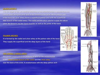 ULNAR ARTERY:
It is the larger of the two terminal branches of the brachial artery. It passes from the
cubital fossa along the ulnar side of the forearm to the wrist. At the palmar side
of the hand the ulnar artery forms a superficial palmar arch with the superficial
little branch of the radial artery. The radial and the ulnar arteries supply the elbow
joint, the forearm and the hand muscles as well as the joints of the hand.
PALMAR ARCHES:
It is formed by the radial and ulnar artery at the palmar side of the hand.
They supply the superficial and the deep layers of the hand.
THE DORSAL CARPAL ARCH:
The dorsal carpal arch is an anatomical term for the anastomoses
of the dorsal carpal branch of the radial and the ulnar artery
near the back of the wrist. It anastomoses with the deep palmar arch
 