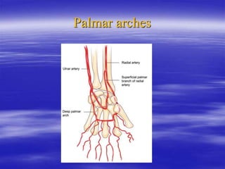 Palmar arches
 
