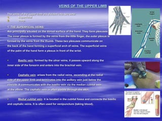 VEINS OF THE UPPER LIMB
The veins of the upper limb are divided into two sets:
1. Superficial
2. Deep.
1. THE SUPERFICIAL VEINS:
Are principally situated on the dorsal surface of the hand. They form plexuses.
The inner plexus is formed by the veins from the little finger, the outer plexus is
formed by the veins from the thumb. These two plexuses communicate on
the back of the hand forming a superficial arch of veins. The superficial veins
of the palm of the hand form a plexus in front of the wrist.
 Basilic vein: formed by the ulnar veins, it passes upward along the
inner side of the forearm and enters into the brachial vein.
 Cephalic vein: arises from the radial veins, ascending at the radial
side of the upper limb and terminates into the axillary vein just below the
clavicle. It communicates with the basilic vein via the median cubital vein
at the elbow. The cephalic vein is often visible through the skin.
 Medial cubital vein: it is located in the cubital fossa and connects the basilic
and cephalic veins. It is often used for venipuncture (taking blood),
 