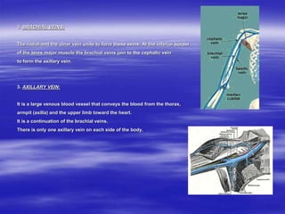 3. BRACHIAL VEINS:
The radial and the ulnar vein unite to form these veins. At the inferior border
of the teres major muscle the brachial veins join to the cephalic vein
to form the axillary vein.
3. AXILLARY VEIN:
It is a large venous blood vessel that conveys the blood from the thorax,
armpit (axilla) and the upper limb toward the heart.
It is a continuation of the brachial veins.
There is only one axillary vein on each side of the body.
 