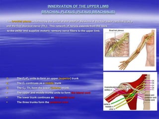 INNERVATION OF THE UPPER LIMB
BRACHIAL PLEXUS (PLEXUS BRACHIALIS)
The brachial plexus is formed by the union of the anterior divisions of the four lower cervical (C5-C8)
and the first thoracal nerve (Th1). This network of nerves extends from the neck
to the axilla, and supplies motoric, sensory nerve fibers to the upper limb.
1. The C5-C6 unite to form an upper (superior) trunk
2. The C7 continues as a middle trunk
3. The C8- Th1 form the lower (inferior) trunk.
 The upper and middle trunks unite to form the lateral cord
 The lower trunk continues as the medial cord
 The three trunks form the posterior cord.
 