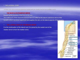 1. THE LATERAL CORD:
Divides into the musculocutaneous nerve and the lateral root of the median nerve.
 THE MUSCULOCUTANEOUS NERVE:
Supplying the muscles of the front of the arm
The endbranch of the musculocutaneus nerve is called as the lateral cutaneous nerve of the
forearm, which becames superficial and supplies the skin on the lateral aspects of the forearm.
 THE LATERAL ROOT OF THE MEDIAN NERVE:
It is the continuation of the lateral cord. It is joined by the medial root of the
median nerve to form the median nerve.
 