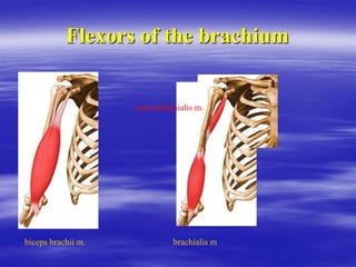Flexors of the brachium
biceps brachii m. brachialis m
coracobrachialis m.
 
