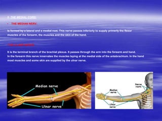 2. THE MEDIAL CORD:
• THE MEDIAN NERV:
Is formed by a lateral and a medial root. This nerve passes inferiorly to supply primerly the flexor
muscles of the forearm, the muscles and the skin of the hand.
•THE ULNAR NERVE:
It is the terminal branch of the brachial plexus. It passes through the arm into the forearm and hand.
In the forearm this nerve innervates the muscles laying at the medial side of the antebrachium. In the hand
most muscles and some skin are supplied by the ulnar nerve.
 