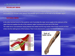 3. THE POSTERIOR CORD
 THE AXILLARY NERVE:
It is a large terminal branch of the posterior cord of the brachial plexus. It passes to the back of the arm
and supplies the shoulder joint, some of the shoulder girdl muscles and the skin of the shoulder region.
 THE RADIAL NERVE:
is the other terminal branch of the posterior cord. It provides the major nerve supply to the extensors of the
upper limb and supplies the skin of the extensor region includung the back part of the hand.
The radial nerve runs backward, laying between the medial and the long heads of the triceps muscle and than
enters into the radial groove of the humerus. Than it runs downward to supply the forearm extensors.
 