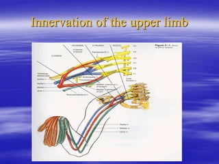Innervation of the upper limb
 