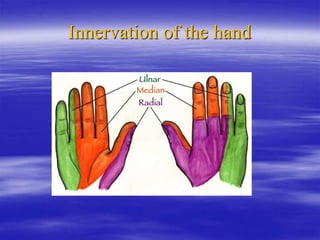 Innervation of the hand
 