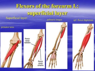Flexors of the forearm I.:
superficial layer
Superficial layer:
pronator teres
palmaris longus spf. flexor digitorum
 