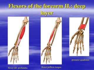 Flexors of the forearm II.: deep
layer
flexor dif. profundus flexor pollicis longus
pronator quadratus
 