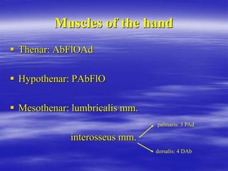 Muscles of the hand
 Thenar: AbFlOAd
 Hypothenar: PAbFlO
 Mesothenar: lumbricalis mm.
interosseus mm.
palmaris: 3 PAd
dorsalis: 4 DAb
 