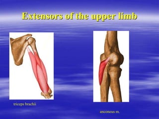 Extensors of the upper limb
triceps brachii
anconeus m.
 