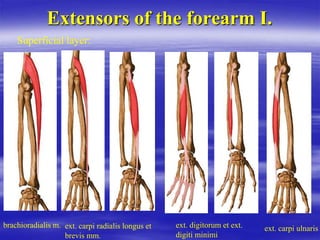 Extensors of the forearm I.
Superficial layer:
brachioradialis m. ext. carpi radialis longus et
brevis mm.
ext. digitorum et ext.
digiti minimi
ext. carpi ulnaris
 