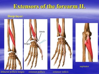 Upper-limbforphysiotherapy slideshow.ppt