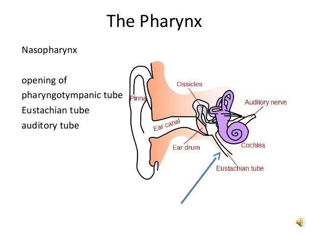 Upper Respiratory Tract. The Pharynx