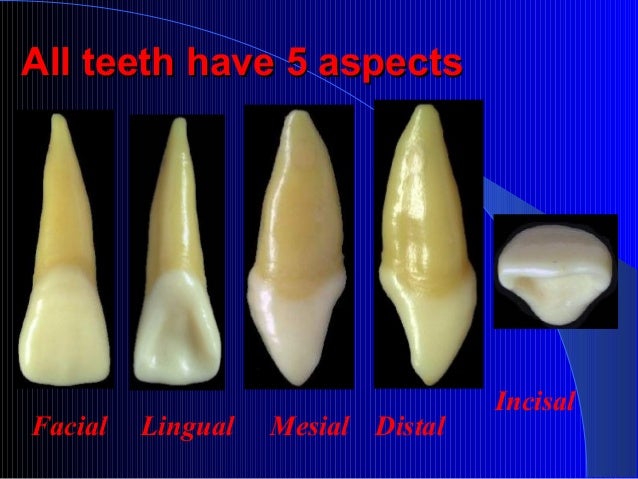 upper central incisor central incisor