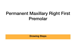 Permanent Maxillary Right First
Premolar
Drawing Steps
 