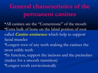 Upper Canine | PPT
