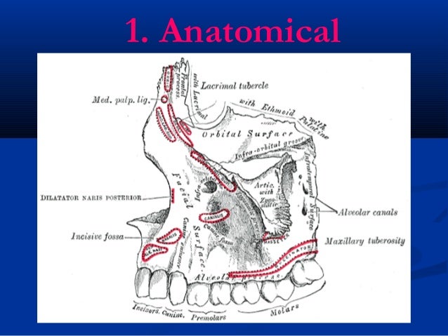 Upper Canine