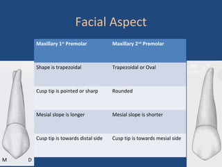 Facial Aspect
Maxillary 1st
Premolar Maxillary 2nd
Premolar
Shape is trapezoidal Trapezoidal or Oval
Cusp tip is pointed or sharp Rounded
Mesial slope is longer Mesial slope is shorter
Cusp tip is towards distal side Cusp tip is towards mesial side
M D
 
