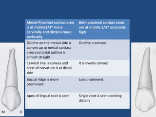 Mesial Proximal contact area
is at middle1/3rd
more
cervically and distal is more
occlusally
Both proximal contact areas
are at middle 1/3rd
occlusally
high
Outline on the mesial side is
convex up to mesial contact
area and distal outline is
almost straight
Outline is convex
Cervical line is convex and
crest of curvature is at distal
side
It is evenly convex
Buccal ridge is more
prominent
Less prominent
Apex of lingual root is seen Single root is seen pointing
distally
M D
 