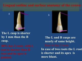 Lingual outline and surface anatomy of the crown
The L cusp is shorter
by 1 mm than the B
cusp.
The L and B cusps are
nearly of same height.
80% has 2 roots with L
root is shorter than B
root and its apex is
pointed.
Rare to has 2 roots
In case of two roots the L root
is shorter and its apex is
more blunt.
4
5
 