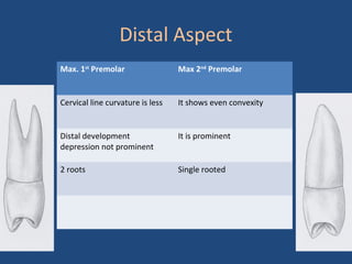Distal Aspect
Max. 1st
Premolar Max 2nd
Premolar
Cervical line curvature is less It shows even convexity
Distal development
depression not prominent
It is prominent
2 roots Single rooted
 