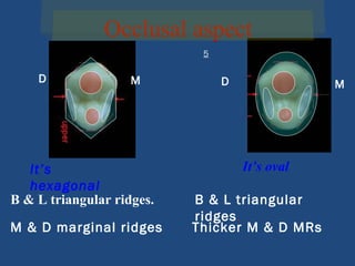 M
D M
D
Occlusal aspect
5
It’s
hexagonal
It’s oval
B & L triangular ridges.
M & D marginal ridges
B & L triangular
ridges.
Thicker M & D MRs
 