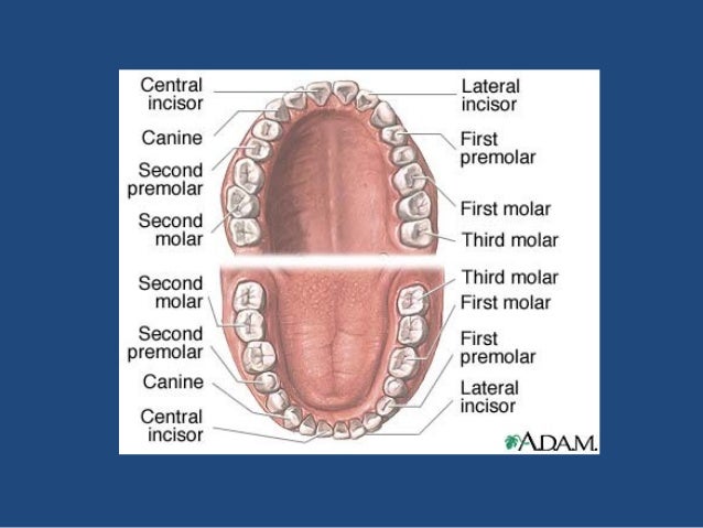 3 chronology maxillary first premolar