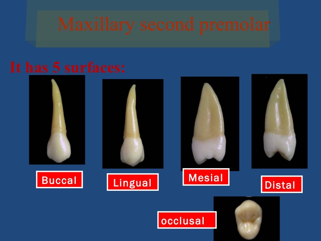 Upper second premolar