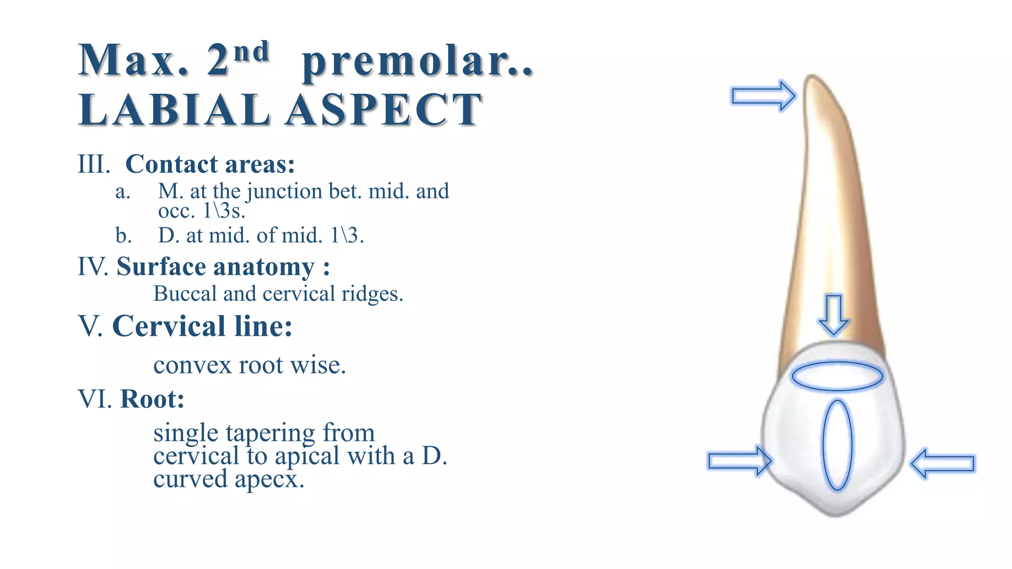 Max. 2nd premolar..
LABIAL ASPECT
III. Contact areas:
a. M. at the junction bet. mid. and
occ. 13s.
b. D. at mid. of mid. 13.
IV. Surface anatomy :
Buccal and cervical ridges.
V. Cervical line:
convex root wise.
VI. Root:
single tapering from
cervical to apical with a D.
curved apecx.
 