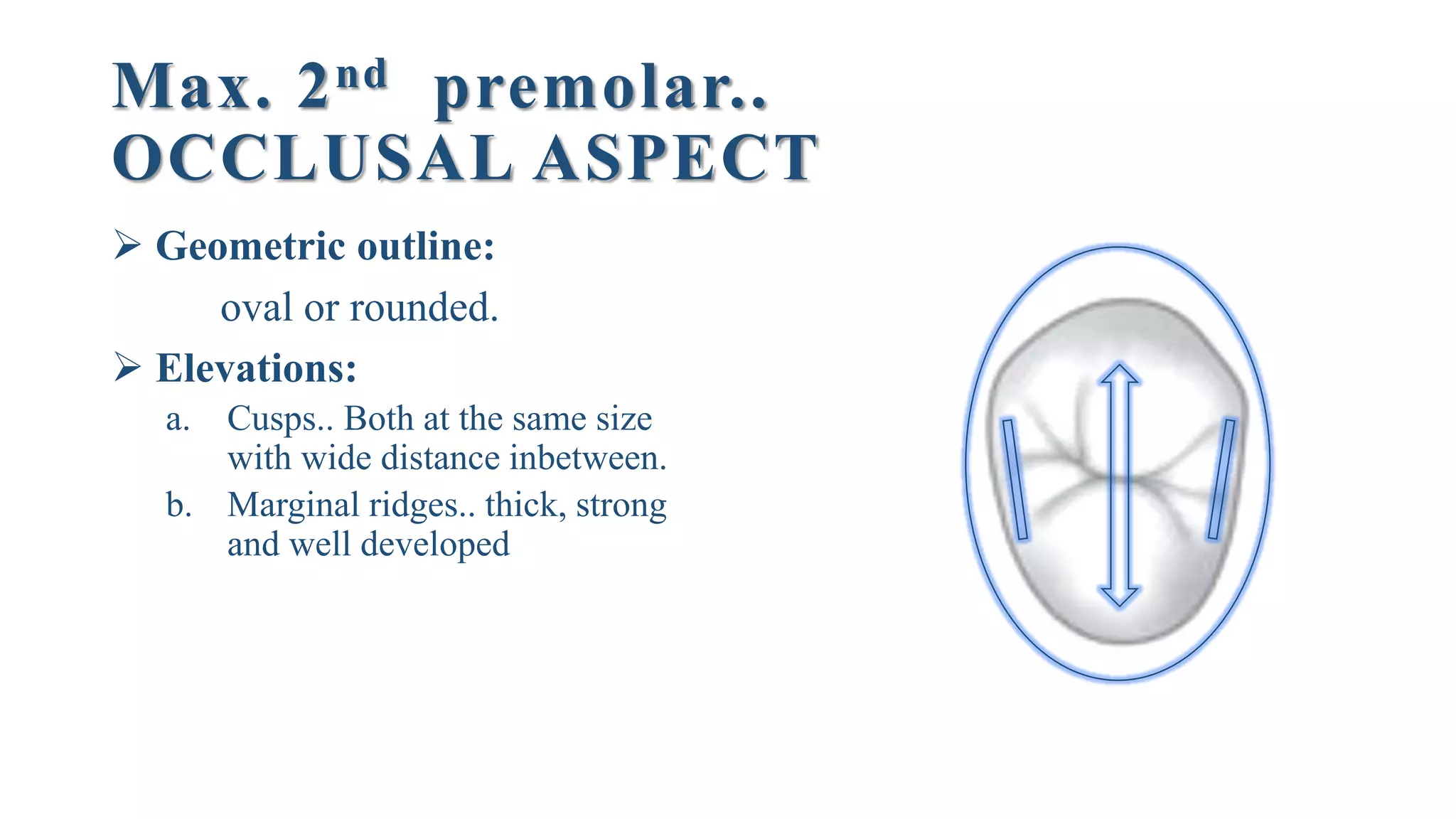 Max. 2nd premolar..
OCCLUSAL ASPECT
 Geometric outline:
oval or rounded.
 Elevations:
a. Cusps.. Both at the same size
with wide distance inbetween.
b. Marginal ridges.. thick, strong
and well developed
 