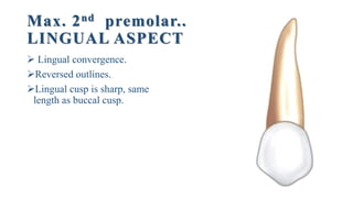 Max. 2nd premolar..
LINGUAL ASPECT
 Lingual convergence.
Reversed outlines.
Lingual cusp is sharp, same
length as buccal cusp.
 