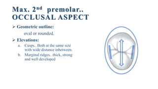 Max. 2nd premolar..
OCCLUSAL ASPECT
 Geometric outline:
oval or rounded.
 Elevations:
a. Cusps.. Both at the same size
with wide distance inbetween.
b. Marginal ridges.. thick, strong
and well developed
 