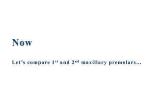 Now
Let’s compare 1st and 2nd maxillary premolars…
 