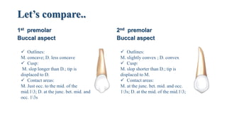 Let’s compare..
1st premolar
Buccal aspect
2nd premolar
Buccal aspect
 Outlines:
M. concave; D. less concave
 Cusp:
M. slop longer than D.; tip is
displaced to D.
 Contact areas:
M. Just occ. to the mid. of the
mid.13; D. at the junc. bet. mid. and
occ. 13s
 Outlines:
M. slightly convex ; D. convex
 Cusp:
M. slop shorter than D.; tip is
displaced to M.
 Contact areas:
M. at the junc. bet. mid. and occ.
13s; D. at the mid. of the mid.13;
 