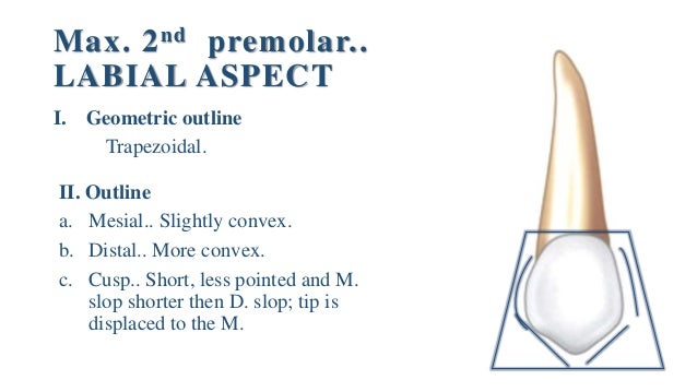 maxillary second premolar maxillary second premolar