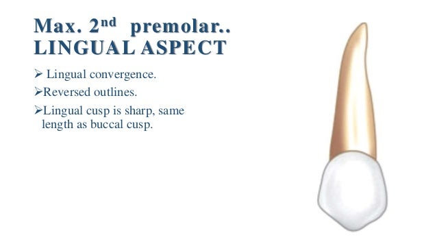 maxillary second premolar maxillary second premolar