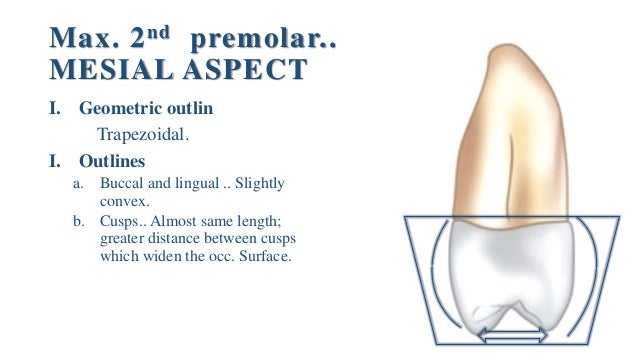 maxillary second premolar maxillary second premolar