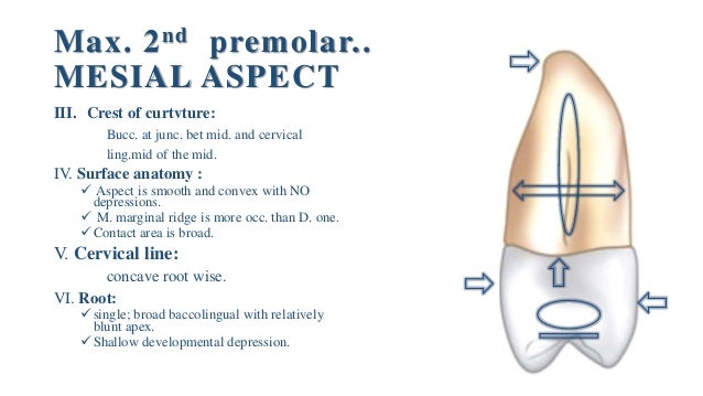 maxillary second premolar maxillary second premolar