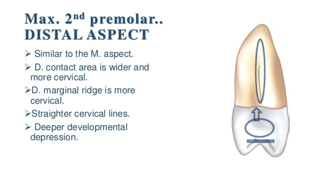 maxillary second premolar maxillary second premolar