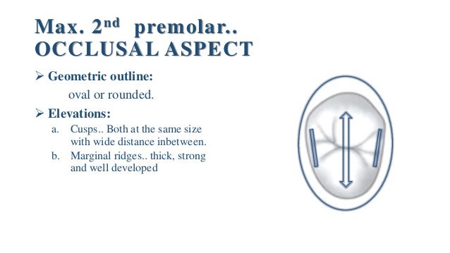 maxillary second premolar maxillary second premolar