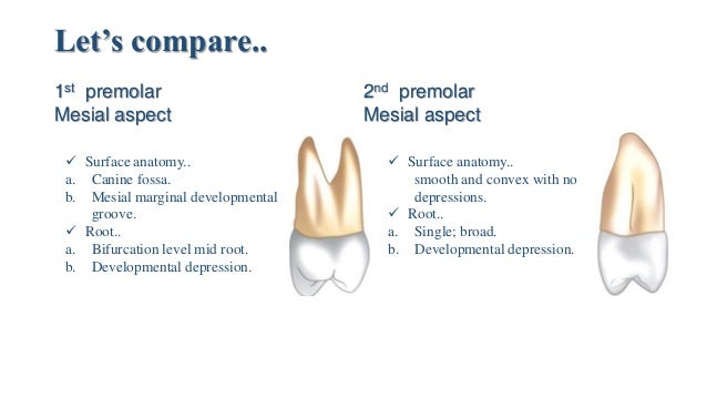 maxillary second premolar maxillary second premolar