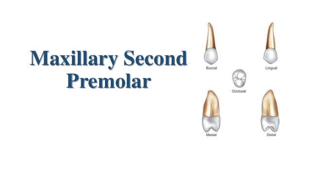 maxillary second premolar maxillary second premolar