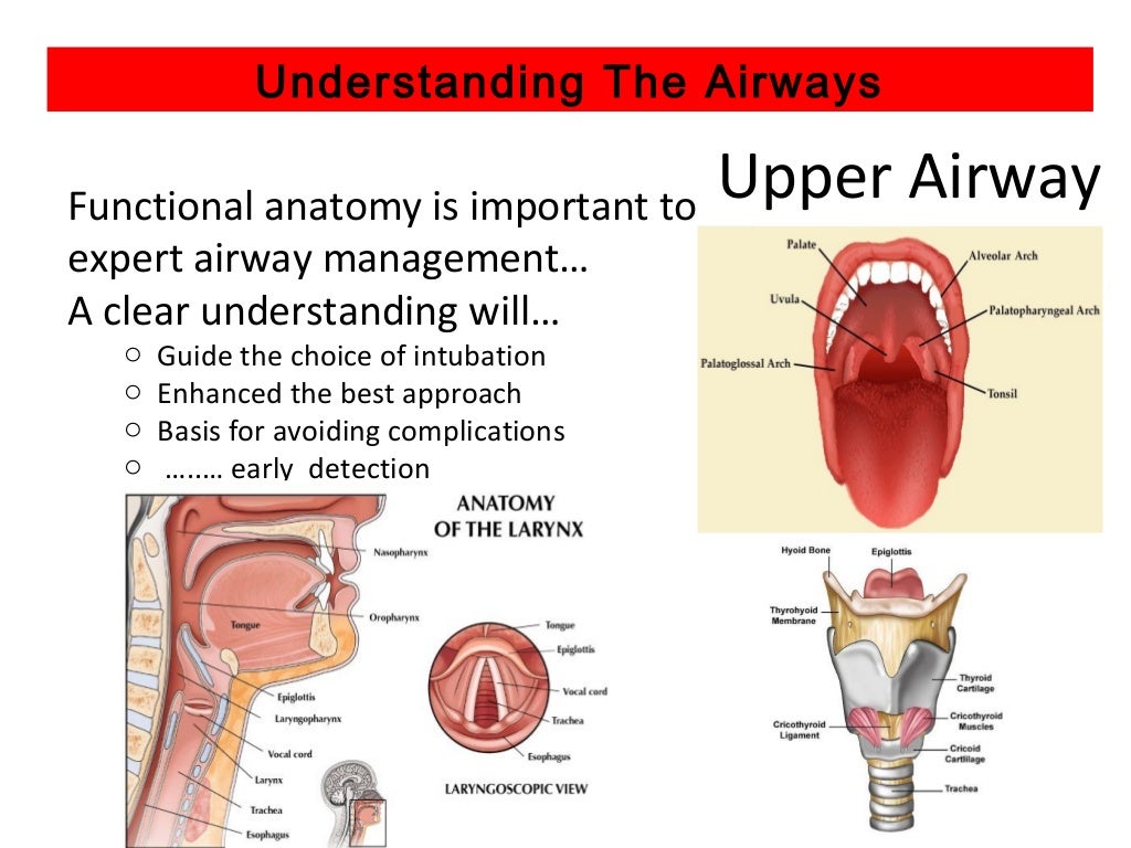Upper airway assessment east iv