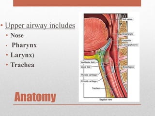 Anatomy
• Upper airway includes
• Nose
• Pharynx
• Larynx)
• Trachea
 